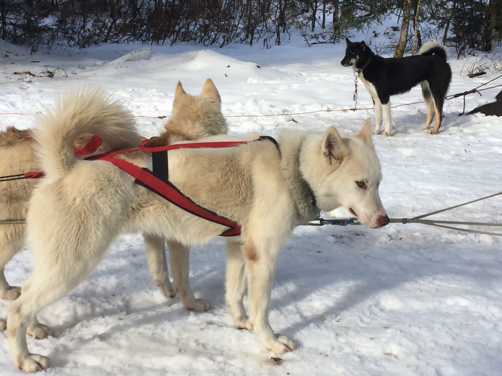 chiens de traineau la féclaz