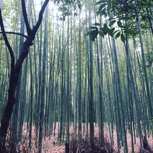 forêt bambous arashiyama